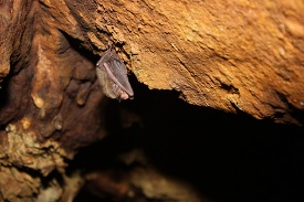 Rafinesques big eared bat