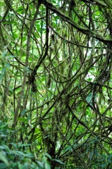 Rain Forest  Costa Rica