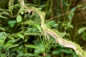 Rain Forest Small Bromeliad Costa Rica