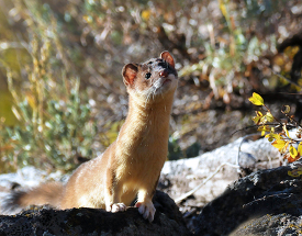 rare occasion when this Long tailed weasel