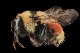 Red Belted Bumble Bee
