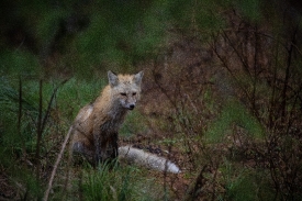 red fox in montana mountains