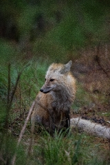 red fox near tree and brush