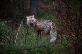 red fox side view near brush