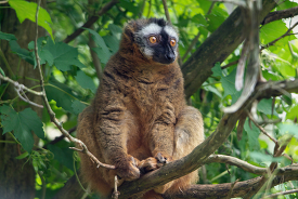 Red fronted lemur sits in tree