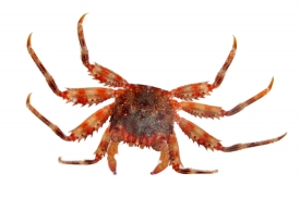red orange crab on white background