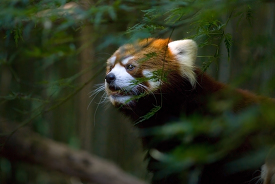 red panda called bamboo eater
