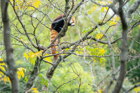red panda high in the trees