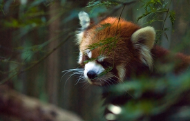 red panda live in temperate forests