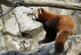 red panda rests on rock