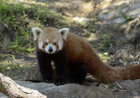 red panda shows dense reddish brown fu 