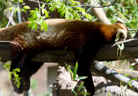 red panda sleeping in a tree