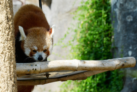 Red pandas like to climb