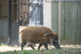 Red River Hog at zoo
