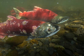 red Sockeye salmon getting ready to spawn
