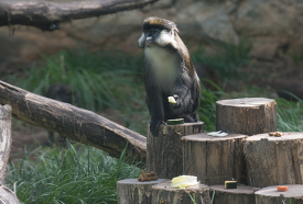 Red tailed Guenon