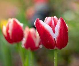 red white tulips growing in garden image 321