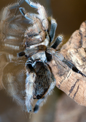 reflection of a tarantula spider