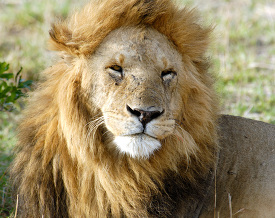 regal male lion in the wild kenya africa