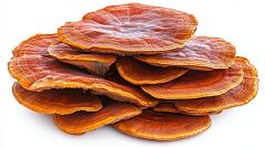 Reishi mushrooms in a stack