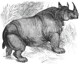 rhinoceros 001 historical illustration africa