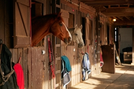 Riding horses await a morning workout at a stable at Madeira Sch