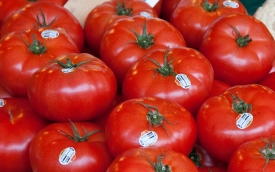 ripe tomato istacked for sale photo image 604