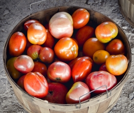 round basket of freshly picked organic tomatoes