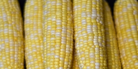 row of freshly picked corn