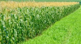 rows of corn plants in  corn field photo image 156