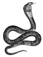 sacred ancient eptian snake historical illustration