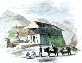 saddle oxen in himalayas historical illustration