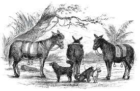 saddledonkeys in africa historical illustration africa