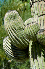saguro cactus 919