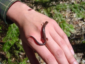 salamander wisconsin