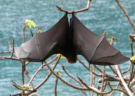 Samoan fruit bat or flying fox