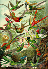 scientific illustration of various species of colorful birds