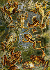 scientific illustration of various species of frogs