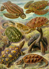 scientific illustration of various species of turtles