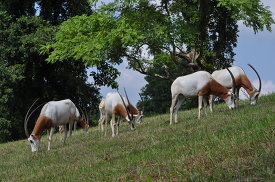 scimitar horned oryx in open field at zoo