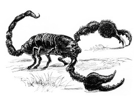 scorpion historical illustration