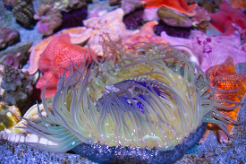 sea anemone photo closeup