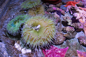 sea anemones sea stars tidepool animals