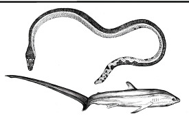 Sea snake  of the Indian  Ocean  and Fox 
shark