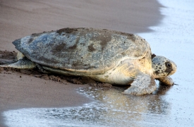 Sea Turtle going back into ocean after laying eggs Costa Rica