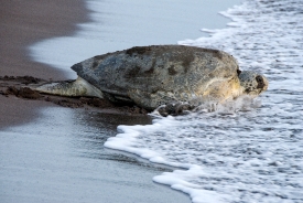Sea Turtle Returning To Ocean