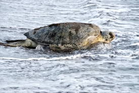 Sea Turtle Returning To Ocean