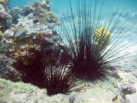 sea urchin is surrounded by rocks and coral