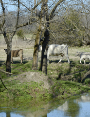 several cows are walking around in a field near a pond