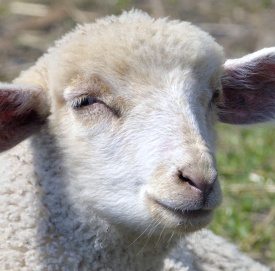 sheep closeup face photo